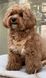 Шлейка KUSAKA - світло-бежевий CLAHABEXS фото 7